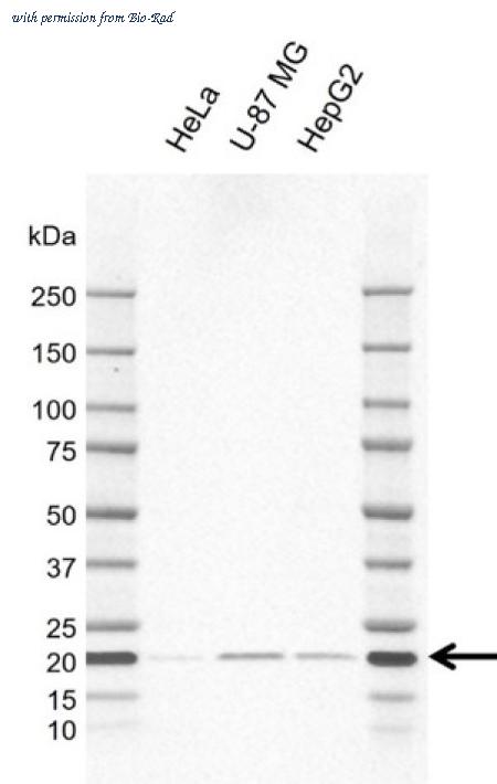 Bio-Rad VMA00986 image 1