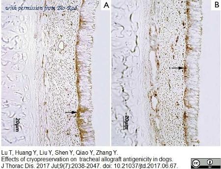 Bio-Rad MCA1044SBV610 image 1
