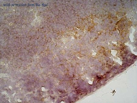 Bio-Rad MCA1439SBR715 image 1
