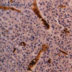 Bio-Rad MCA506SBV570 image 1