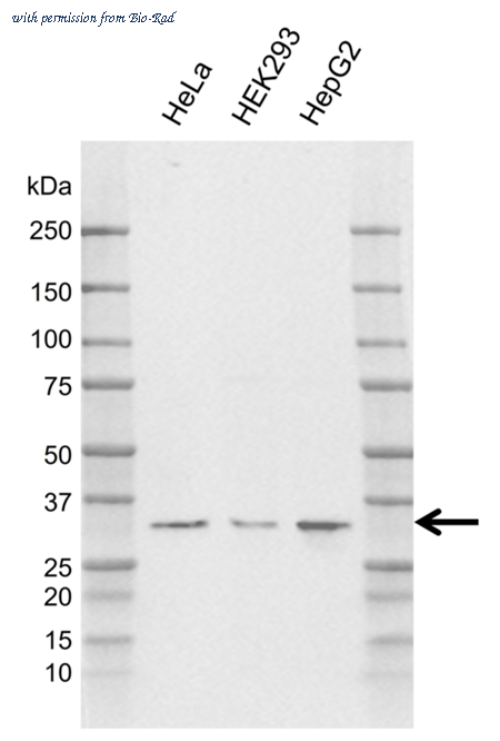 Bio-Rad MCA6428GA image 1