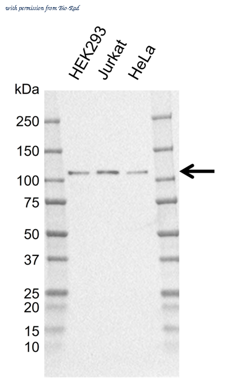 Bio-Rad MCA6430GA image 1