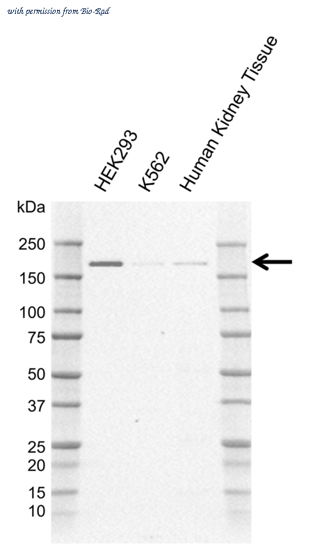 Bio-Rad MCA6431GA image 1