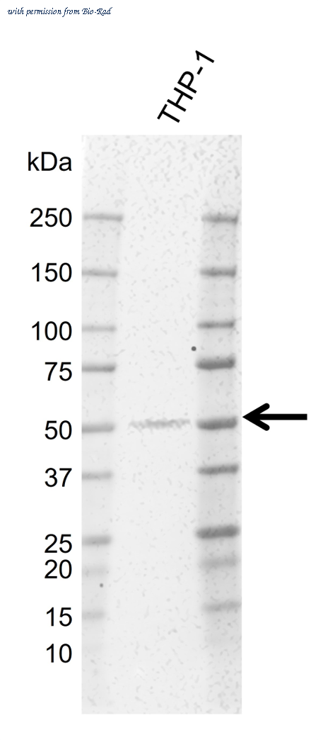 Bio-Rad MCA6432GA image 1