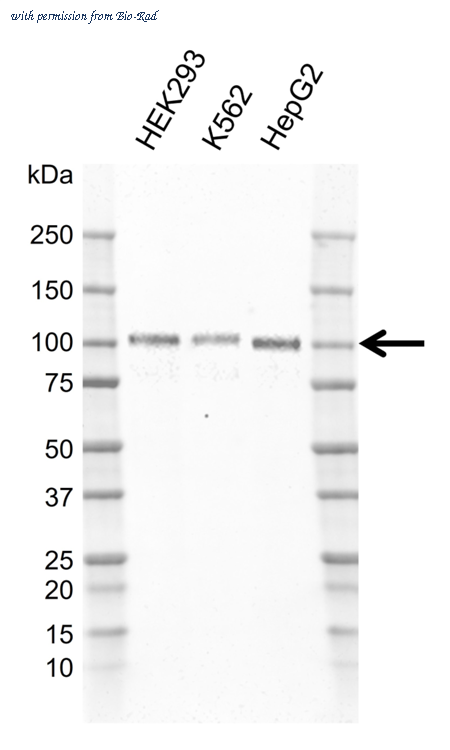 Bio-Rad MCA6433GA image 1