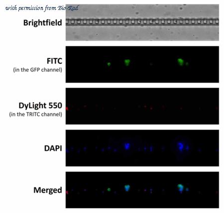 Bio-Rad MCA6434GA image 1