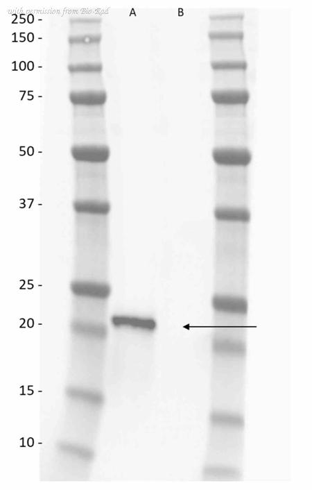 Bio-Rad TZA036 image 1