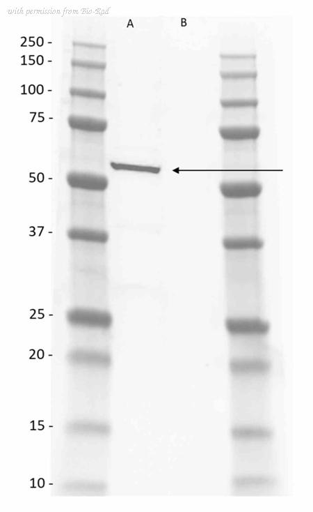 Bio-Rad TZA038P image 1