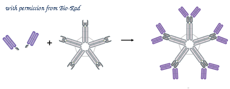 Bio-Rad TZC036 image 1