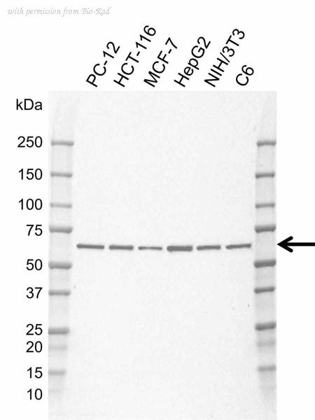 Bio-Rad MCA6438GA image 1