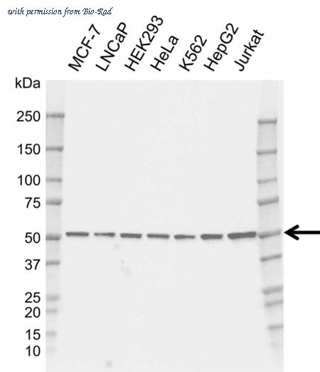 Bio-Rad MCA6440GA image 1
