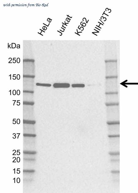 Bio-Rad MCA6441GA image 1
