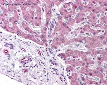 Bio-Rad AHP1459 image 1