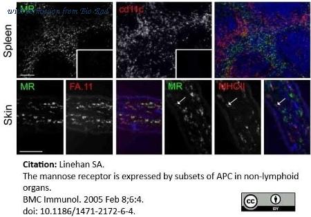 Bio-Rad MCA1369SBUV540 image 1