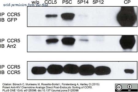 Bio-Rad MCA2175SBUV540 image 1