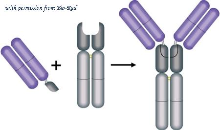 Bio-Rad TZC042B image 1
