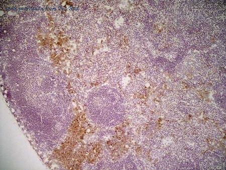 Bio-Rad MCA2235T image 1