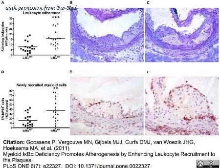 Bio-Rad MCA2391T image 1