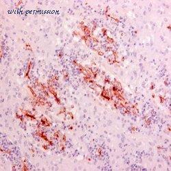 Bio-Rad MCA2577 image 1