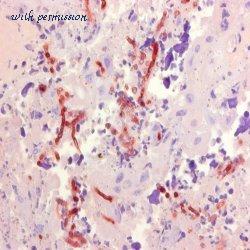 Bio-Rad MCA2576 image 1