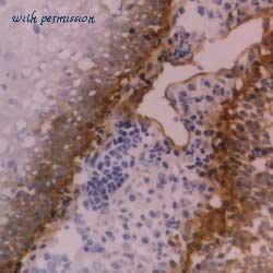 Bio-Rad MCA1456T image 1