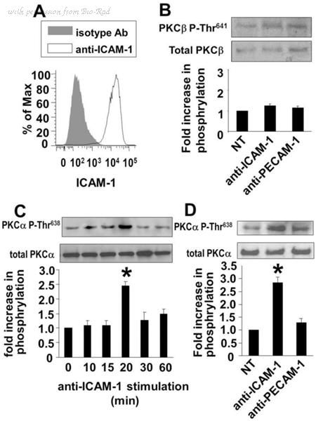 Bio-Rad MCA532T image 1