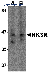 Bio-Rad AHP1492 image 1