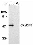 Bio-Rad AHP1589 image 1