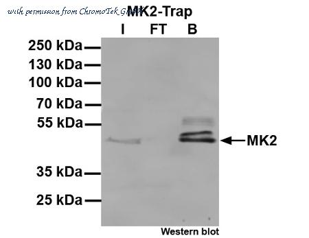ChromoTek GmbH mta-20 image 1