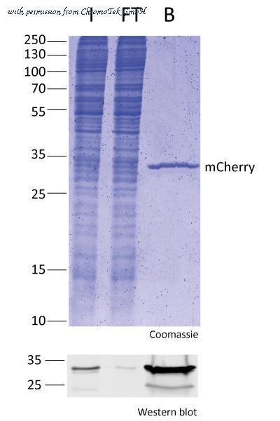 ChromoTek GmbH rtma-20 image 1