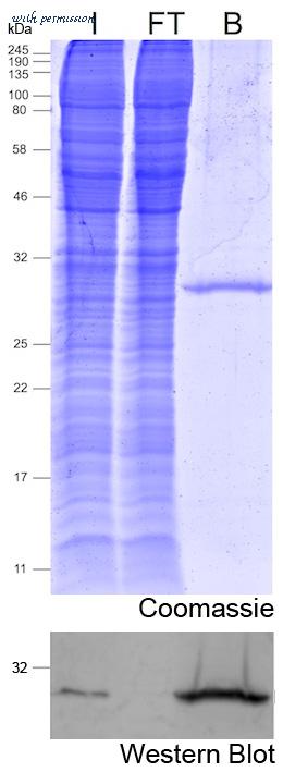 ChromoTek GmbH ntma-20 image 1