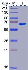 DIMA Biotechnology PME100015 image 1