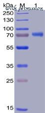 DIMA Biotechnology PME100022 image 1