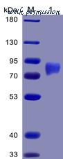 DIMA Biotechnology PME100024 image 1