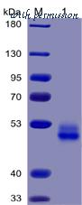 DIMA Biotechnology PME100026 image 1