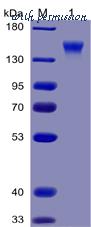 DIMA Biotechnology PME100028 image 1