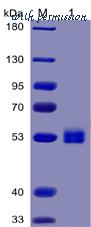 DIMA Biotechnology PME100032 image 1