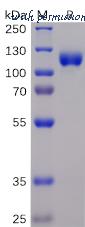 DIMA Biotechnology PME100045 image 1