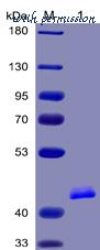 DIMA Biotechnology PME100066 image 1