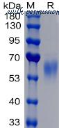 DIMA Biotechnology PME100048 image 1