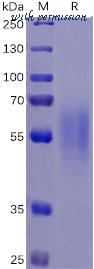 DIMA Biotechnology PME100468 image 1