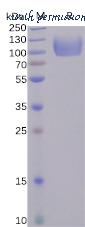 DIMA Biotechnology PME100485 image 1