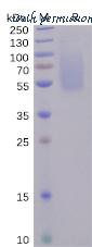 DIMA Biotechnology PME100491 image 1