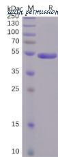 DIMA Biotechnology PME100496 image 1