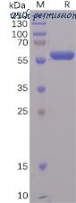 DIMA Biotechnology PME100497 image 1