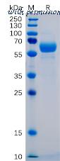DIMA Biotechnology PME100402 image 1