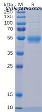 DIMA Biotechnology PME100093 image 1