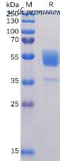 DIMA Biotechnology PME100091 image 1