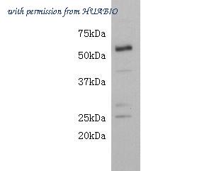 HUABIO 0108-6 image 2