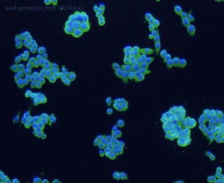 HUABIO 0108-6 image 3